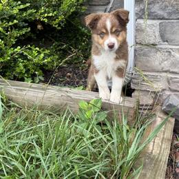 Miniature Australian Shepherd Puppies from Wishing Tree Minis