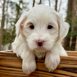 Sterling (Lime Green Collar) - Chalk female Australian Labradoodle puppy in Mount Gilead, North Carolina from Tillery Labradoodles