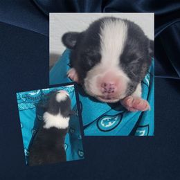 Turquoise bandana boy - Black and tan male Pembroke Welsh Corgi puppy in Cherokee, Oklahoma from MCS Farms-OK