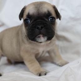 Doc Oct - Fawn male French Bulldog puppy in Phoenix, Arizona from Little Loaf Frenchie