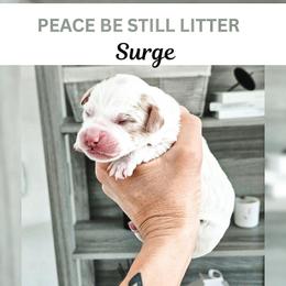Surge - Parti male Goldendoodle puppy in Punta Gorda, Florida from Transformation Acres Goldendoodle