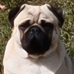 Ivan - Pug