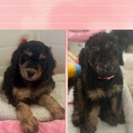 Goldendoodle Puppies from Fishermen’s Doodles