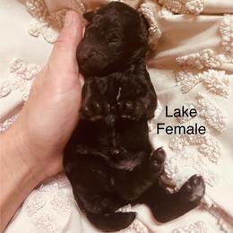 Lake - Black female Poodle puppy in Woodleaf, North Carolina from Circle T Ranch K9s