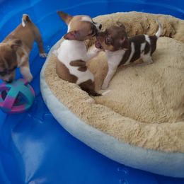 Chihuahua Puppies from Maldonado Pet Life Breeder LLC.