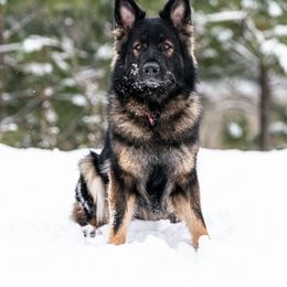Torvi - German Shepherd