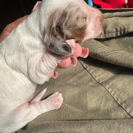 Apple pie - Piebald male Dachshund puppy in Turlock, California from Dandelion Dachshund
