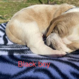 Basset Hound Puppies from 4D Farms
