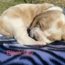 Basset Hound Puppies from 4D Farms