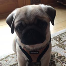 Pug Puppies from Pickwick Pugs