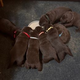 Boy 5 - male Labrador Retriever puppy in from Labrador emPAWrium
