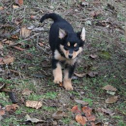 English Shepherd Puppies from Boarstead English Shepherds