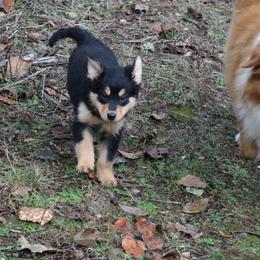 English Shepherd Puppies from Boarstead English Shepherds