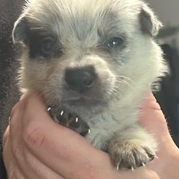 -Boy 2 - Blue mottled male Australian Cattle Dog puppy in Kaufman, Texas from Emberwick Ranch