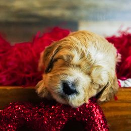 Goldendoodle Puppies from Willow’s Doodles