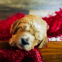 Goldendoodle Puppies from Willow’s Doodles