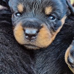 Rottweiler Puppies from Grohn Grown Rottweilers