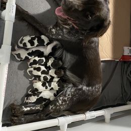 Kleine Munsterlander Puppies from von den Großen Seen kennel