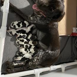 Kleine Munsterlander Puppies from von den Großen Seen kennel