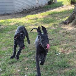 Great Dane Puppies from Morgan's North Alabama Danes