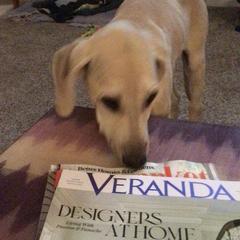 Sloughi Puppies from Almaboubin Sloughis