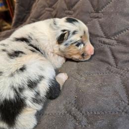 Hawthorne - Blue merle male Australian Shepherd puppy in Abilene, Texas from S&K Aussies N' Rotties