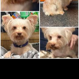 Paisley - Yorkshire Terrier