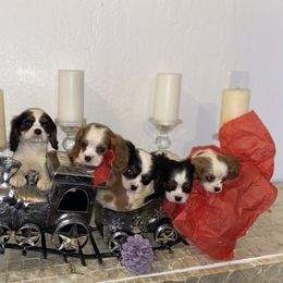 Cavalier King Charles Spaniel Puppies from Amore Cavaliers