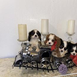 Cavalier King Charles Spaniel Puppies from Amore Cavaliers