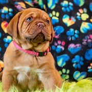 Girl 1 - Fawn Dogue de Bordeaux puppy in Folsom, California from Santacera Dogue de Bordeaux