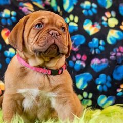 Girl 1 - Fawn Dogue de Bordeaux puppy in Folsom, California from Santacera Dogue de Bordeaux