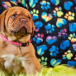 Girl 1 - Fawn Dogue de Bordeaux puppy in Folsom, California from Santacera Dogue de Bordeaux