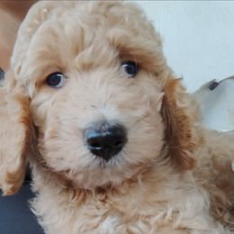 Winston - Cream male Goldendoodle puppy in Apache Junction, Arizona from Loving Doodle