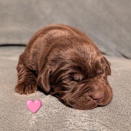 Girl 2 - Chocolate female Labrador Retriever puppy in Yucca Valley, California from Beachn Ranch