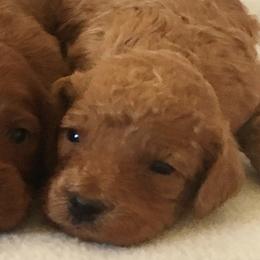 Male 4 - male Cavapoochon puppy in Fredericksburg, Ohio from Timshell Farm Specialty Crossbreed Puppies