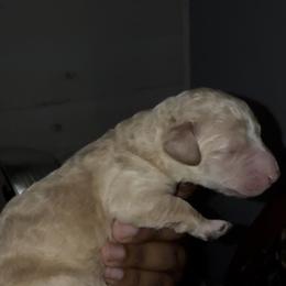 Orion - Cream male Poodle puppy in Corona, California from Garden Of Poodles