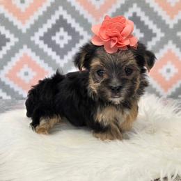 Misty - Black & tan tri-color female Morkie puppy in Monticello, Iowa from Ashley’s Puppies