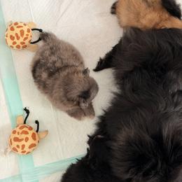 Pomeranian Puppies from Pinky’Z House Of Poms