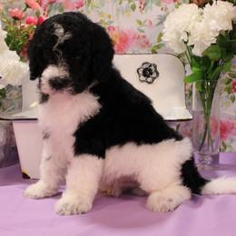 John - Black and white male Bernedoodle puppy in Peyton, Colorado from Peyton Doodles