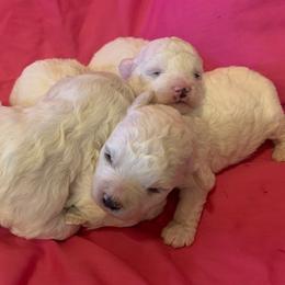 Female 3 - White female Bichon Frise puppy in Brainerd, Minnesota from ACC Ranch