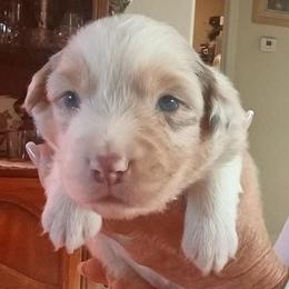 Puppy 1 - Red merle male Australian Shepherd puppy in Mayer, Arizona from Ms Priss Aussies