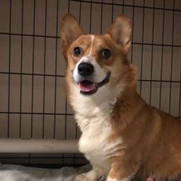 Pembroke Welsh Corgis from MJ's Corgis