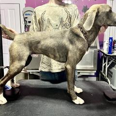 Mountain Cur Puppies from Walnut Ridge Mountain Curs