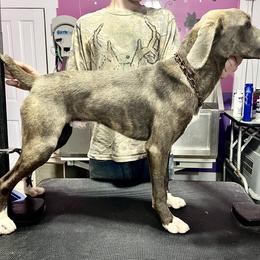 Mountain Cur Puppies from Walnut Ridge Mountain Curs