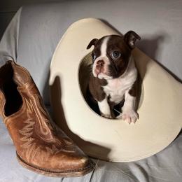 Mater - Seal brindle and white male Boston Terrier puppy in London, Kentucky from Puppy Love