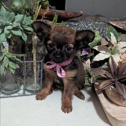 Roxy - Black and tan female Chihuahua puppy in Indianapolis, Indiana from London Rouge Chihuahuas