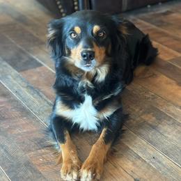 Teeter - Miniature Australian Shepherd