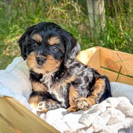 Cavapoo Puppies from WW Cavapoos
