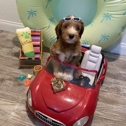 Australian Labradoodle Puppies from Little Kingdom Doodles