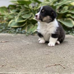 Pembroke Welsh Corgi Puppies from A&A’s Adorable Corgis